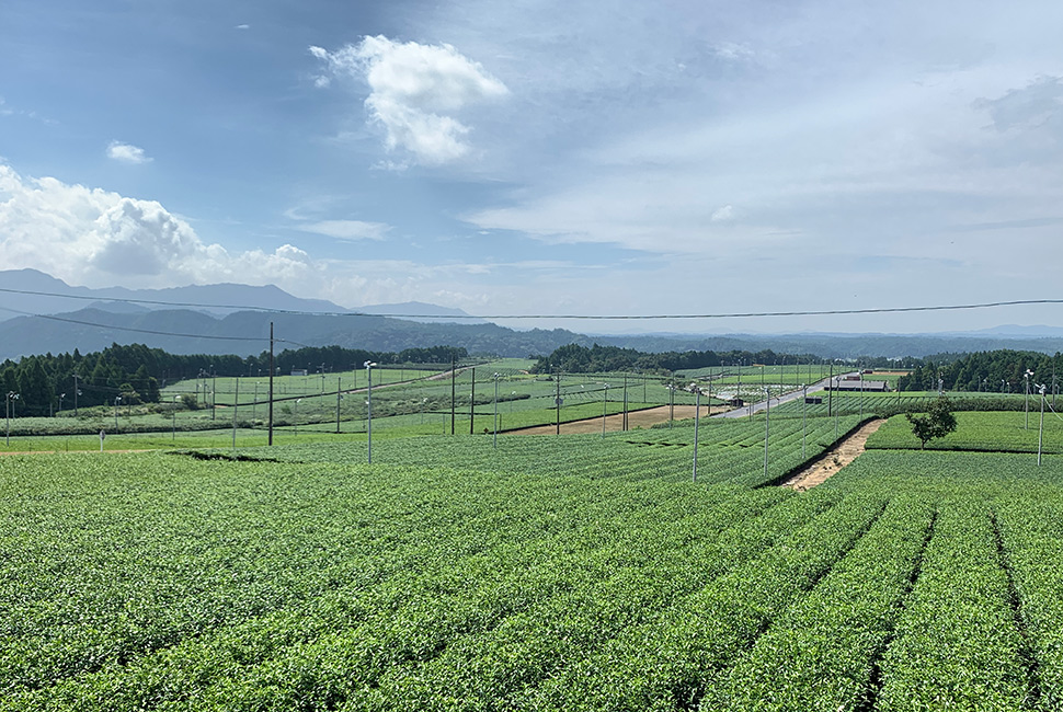 茶畑