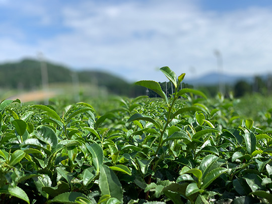 茶摘み